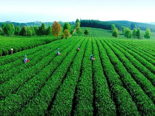 台地茶因为种植方式的不同,可以分为用种子繁殖的有性系实生苗台