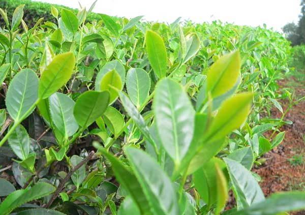 技术大全 种植技术 经济作物种植技术 茶叶种植技术熟地比新开垦地不