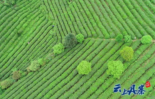 丹寨 茶产业融合发展,助力乡村振兴