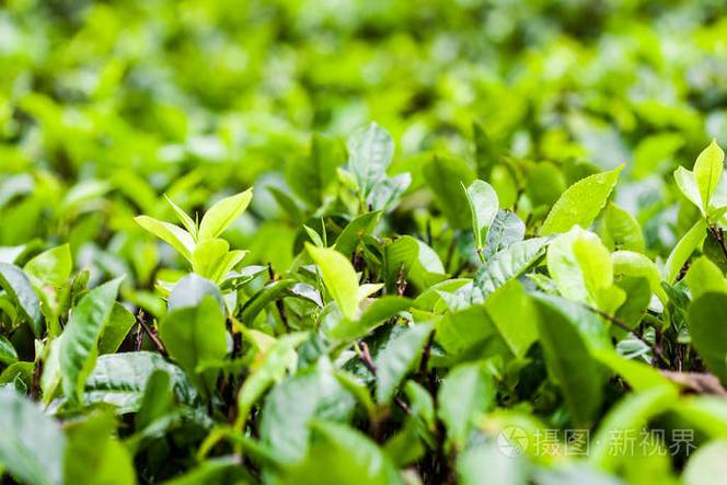绿色茶鲜叶的茶叶种植园