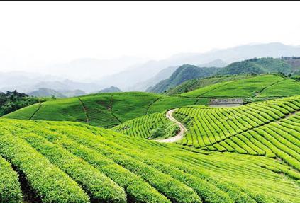 茶叶的密植速成栽培技术-种植知识-普洱茶栽培-中国普洱网—普洱茶