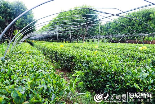 葱茏的茶叶种植园