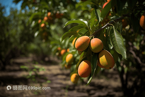 芒果种植园特写拍摄图