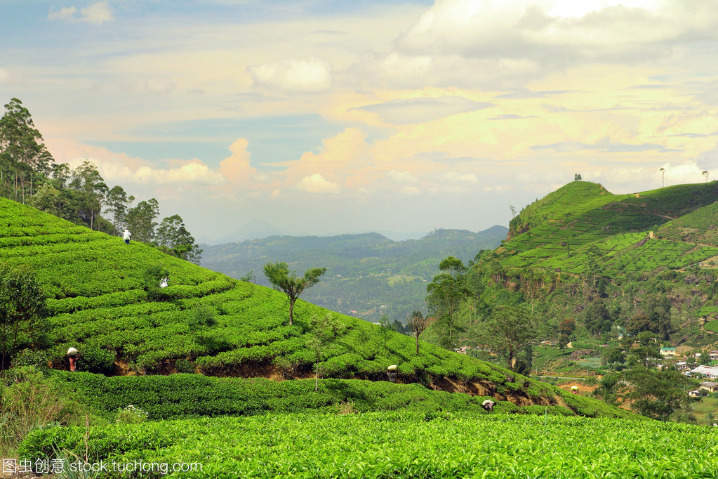 茶叶种植园景观