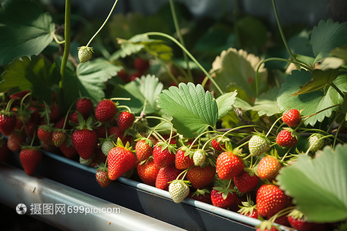 温室中生长的新鲜草莓