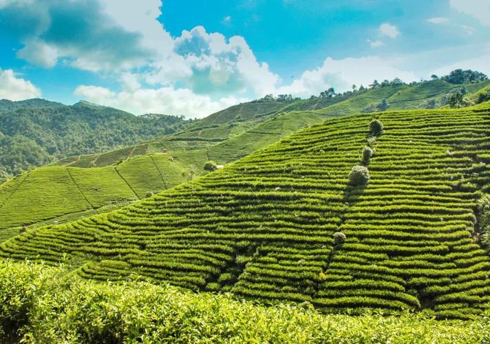昭平:茶叶种植带动10万名群众增收